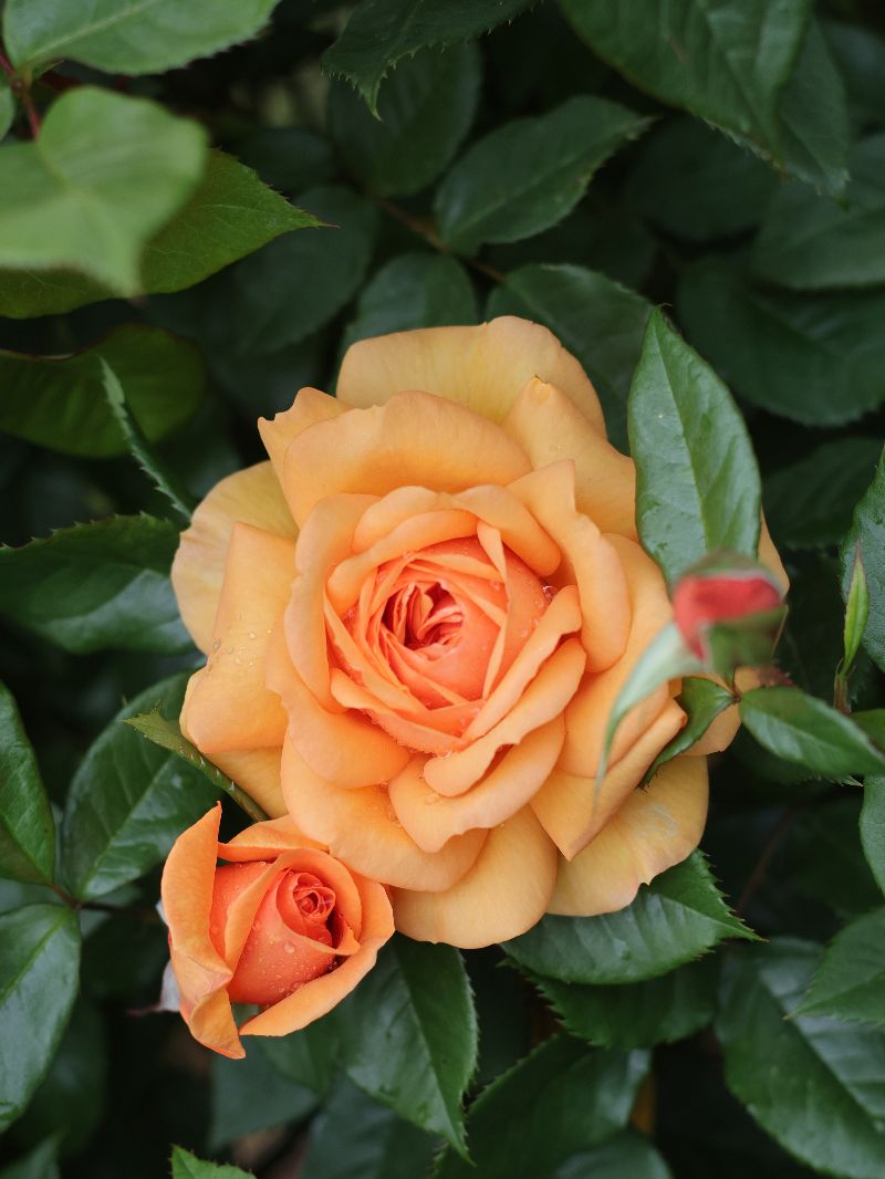 An Orange Rose